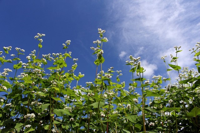 ソバの花=常陸太田市